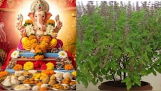 Ganesh Chaturthi 2026: గణపతికి వినాయక చవితి ఒక్కరోజే పూజలో తులసీ దళం.. దీని వెనుక ఉన్న అసలు స్టోరీ ఏమిటంటే..?.