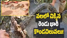 కొల్లాపూర్ చెరువులో చేపల వలలో చిక్కిన రెండు భారీ కొండచిలువలు!