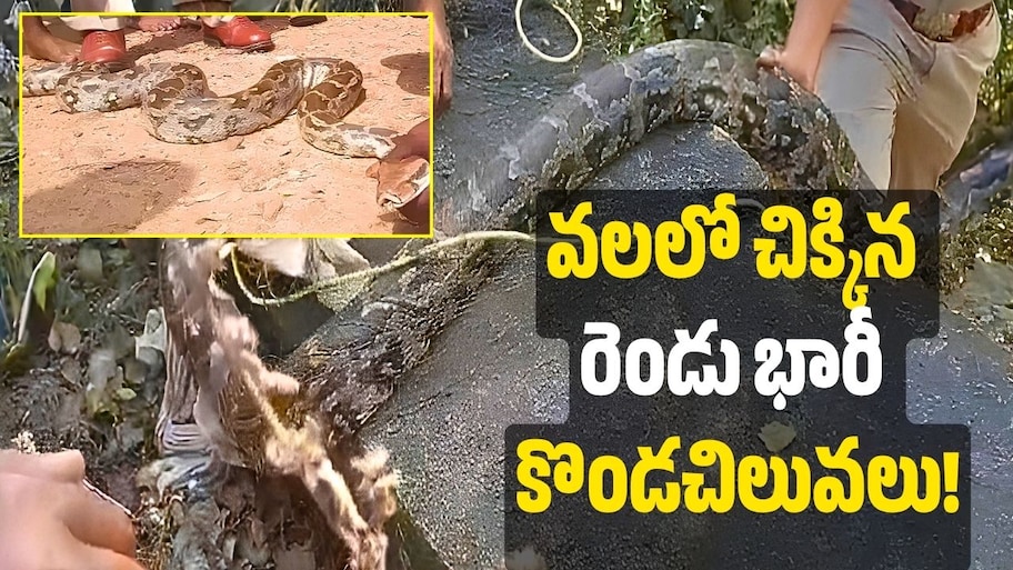 కొల్లాపూర్ చెరువులో చేపల వలలో చిక్కిన రెండు భారీ కొండచిలువలు!
