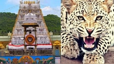 Tirumala: తిరుమల కొండపై మరోసారి చిరుత సంచారం.. ఆందోళన వ్యక్తం చేస్తున్న భక్తులు..