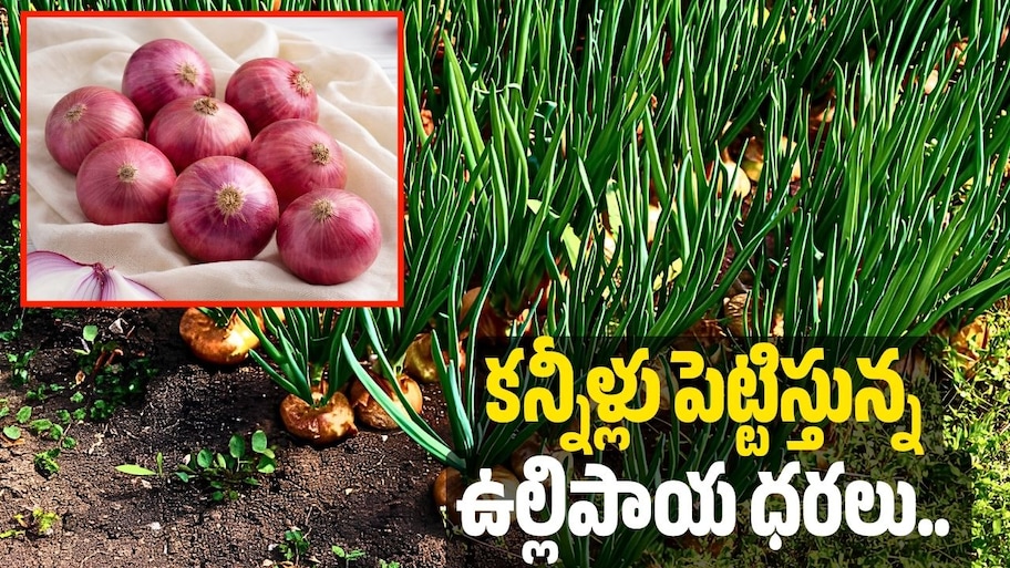 కన్నీళ్లు పెట్టిస్తున్న ఉల్లిపాయ ధరలు.. వచ్చే వారంలో కిలోకు రూ.100?