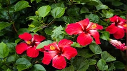 Gardening Tips: మందార మొక్క ఉందా.. చలికాలంలో ఈ 3 పనులు చేస్తే చాలు.. కొత్త చిగుళ్లు, పూలే పూలు..!