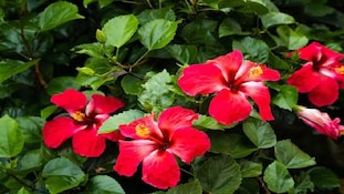 Gardening Tips: మందార మొక్క ఉందా.. చలికాలంలో ఈ 3 పనులు చేస్తే చాలు.. కొత్త చిగుళ్లు, పూలే పూలు..!