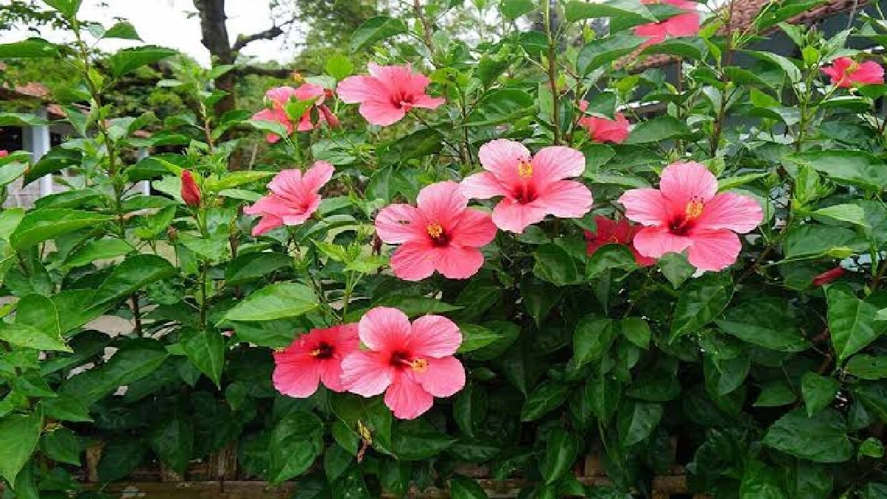 hibiscus winter care