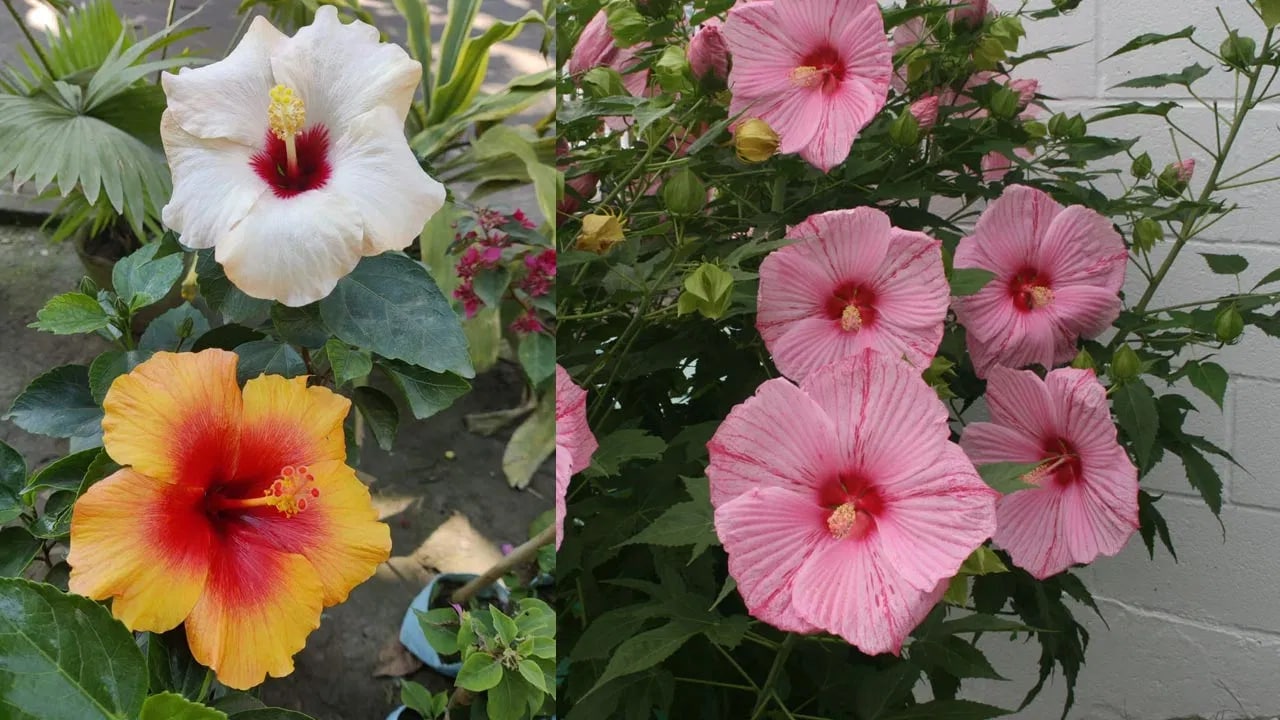 hibiscus care tips