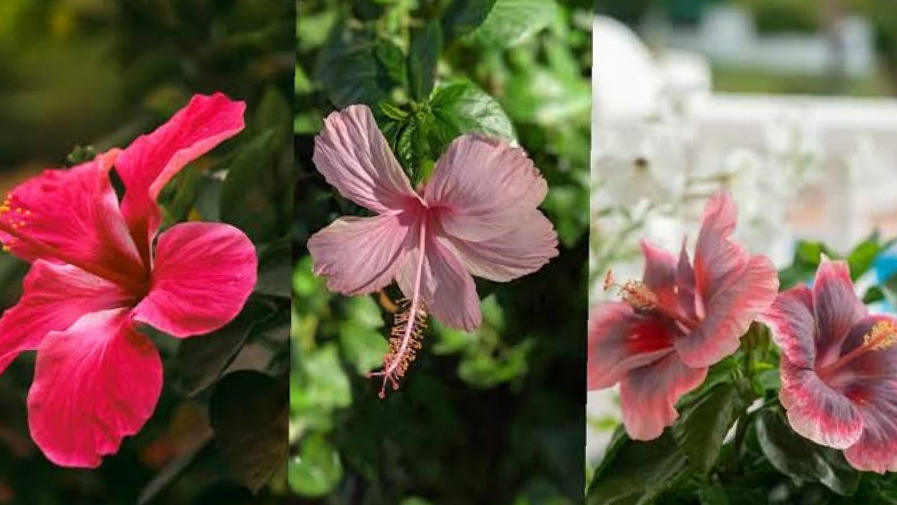  hibiscus pruning