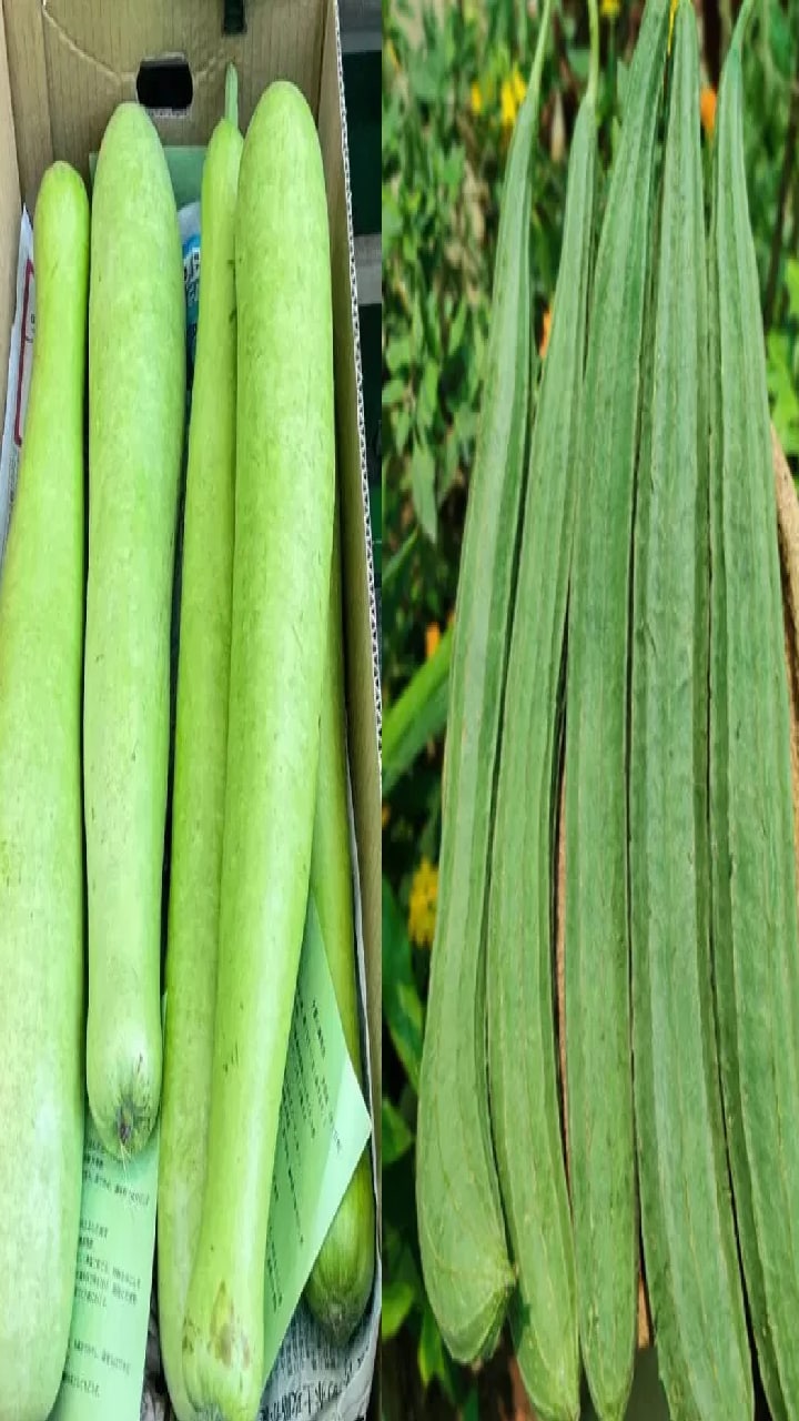 Bottle Gourd vs Ridge Gourd: బరువు తగ్గాలనుకునేవారు ఈ రెండింటిలో ఏది తినాలి?