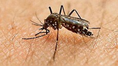 Mosquito Prevention: దోమలతో రోజూ ఇబ్బంది పడుతున్నారా? అయితే వాటిని తరిమేయండిలా!