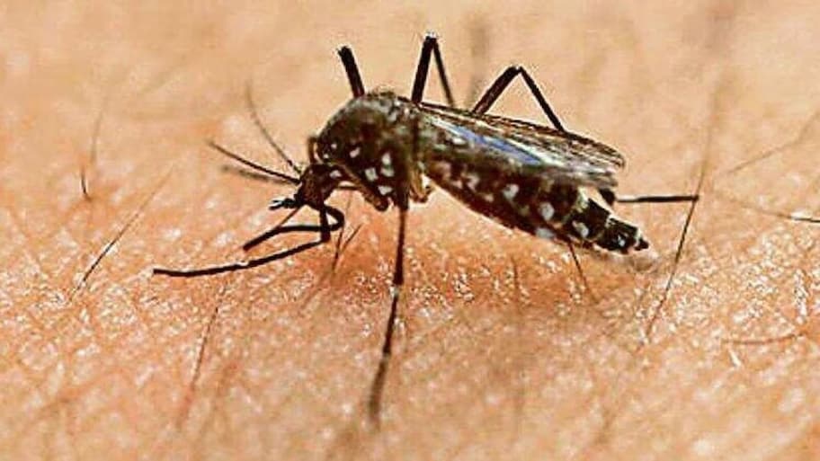 Mosquito Prevention: దోమలతో రోజూ ఇబ్బంది పడుతున్నారా? అయితే వాటిని తరిమేయండిలా!
