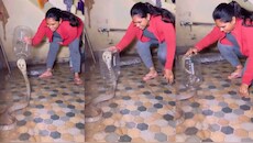 Snakes Video: బాప్ రే.. బుసలు కొడుతున్న పామును సింగిల్ గా పట్టుకున్న యువతి.. వీడియో..