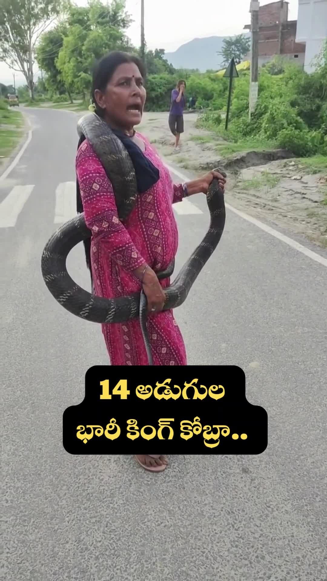 14 అడుగుల భారీ కింగ్ కోబ్రా.. ఒంటిచుట్టూ చుట్టుకుని మరీ పట్టుకున్న మహిళ!