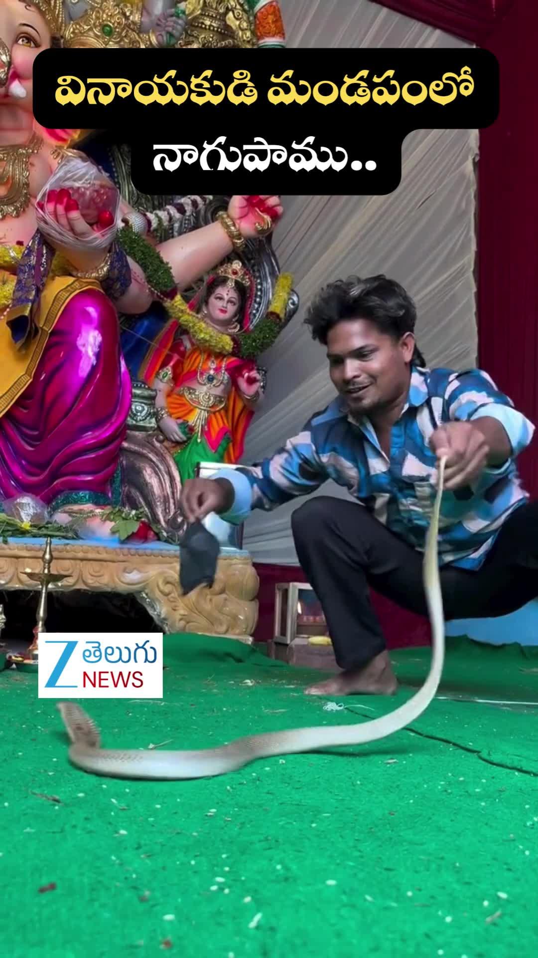 Cobra Video: వామ్మె.. వినాయకుడి మండపంలో నాగుపాము..