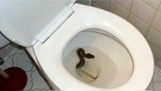 Snakes Prevent In Toilet: బాత్‌రూమ్‌, కమోడ్స్‌లోకి పాములు ఎందుకు వస్తాయి? రాకుండా తీసుకోవాల్సిన జాగ్రత్తలు!