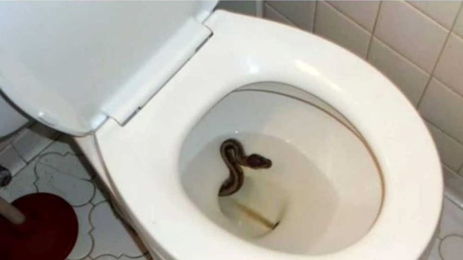 Snakes Prevent In Toilet: బాత్‌రూమ్‌, కమోడ్స్‌లోకి పాములు ఎందుకు వస్తాయి? రాకుండా తీసుకోవాల్సిన జాగ్రత్తలు!