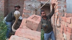 Snake Video: నువ్వు తోపు భయ్యా.. ఉత్తచేతులతో బుసలు కొడుతున్న రెండు పాములను.. వీడియో వైరల్..
