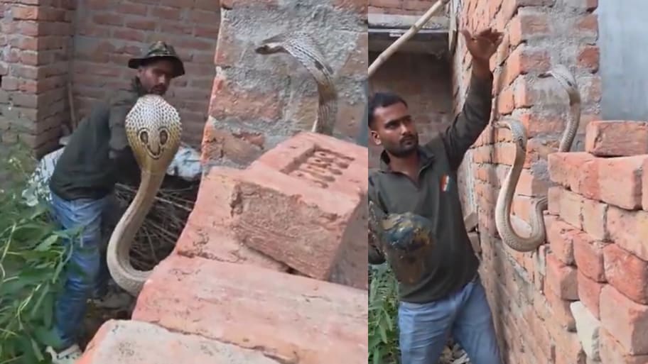 Snake Video: నువ్వు తోపు భయ్యా.. ఉత్తచేతులతో బుసలు కొడుతున్న రెండు పాములను.. వీడియో వైరల్..