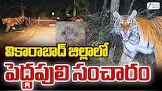 వికారాబాద్ జిల్లాలో పెద్ద పులి కలకలం.. భయాందోళనలతో ప్రజలు.. 