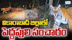 వికారాబాద్ జిల్లాలో పెద్ద పులి కలకలం.. భయాందోళనలతో ప్రజలు.. 