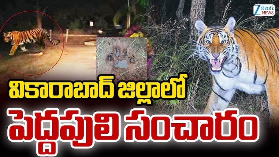 వికారాబాద్ జిల్లాలో పెద్ద పులి కలకలం.. భయాందోళనలతో ప్రజలు.. 