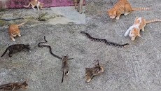 Python Video: గుంపుగా దాడి చేసిన తగ్గెదెలా..  పిల్లులకు సుస్సు పోయించిన కొండ చిలువ..  వీడియో వైరల్..