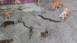 Python Video: గుంపుగా దాడి చేసిన తగ్గెదెలా..  పిల్లులకు సుస్సు పోయించిన కొండ చిలువ..  వీడియో వైరల్..