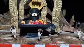 Snake Video: మహాఅద్భుతం.. శివలింగంను చుట్టు పడగవిప్పిన మూడు నాగుపాములు.. వీడియో..