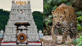 Tirumala: తిరుమలలో మరోసారి చిరుత కలకలం.. భక్తులకు టీటీడీ బిగ్ అలర్ట్.!.