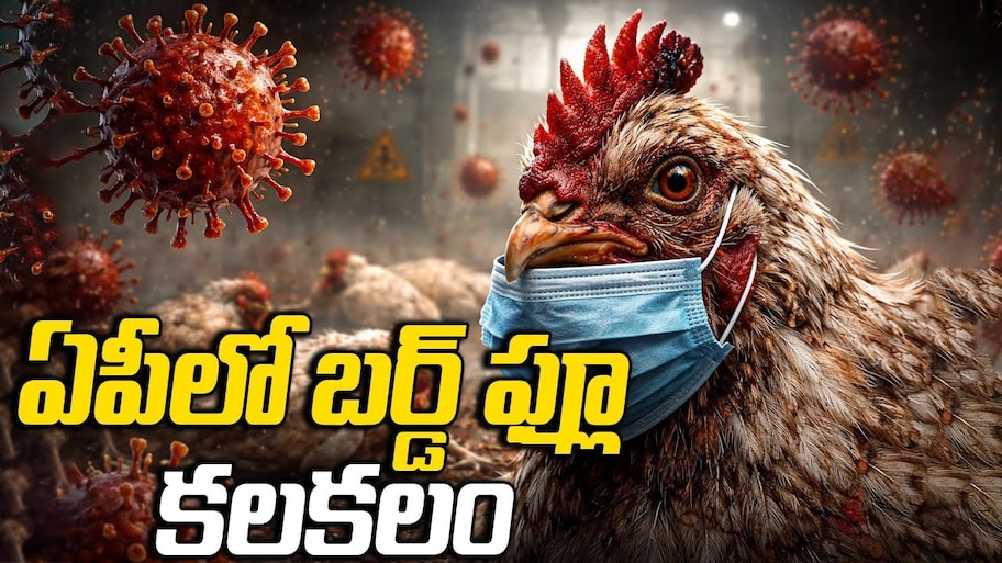 Bird Flu In Andhra Pradesh: నాన్‌-వెజ్ ప్రియులకు షాకింగ్ న్యూస్..ఏపీలో కోళ్లకు కొత్త రోగం..ఒకేసారి వేలాది కోళ్లు మృత్యువాత!