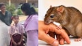 Mahabubabad: గురుకుల హస్టళ్లలో ఎలుకల కలకలం.. రాత్రిళ్లు చేతులు, కాళ్లను కొరుకుతూ.. లబో దిబో మంటున్న విద్యార్థులు.!.