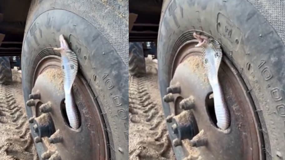 Snake Video: భారీ వాహనం టైర్‌లో చిక్కుకుని బుసలు కొడుతున్న పాము.. వీడియో వైరల్..