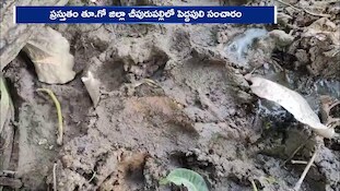 పవన్ కళ్యాణ్ టూర్‌కి ముందే ఏజెన్సీలో కలకలం.. సీతానగరంలో పెద్దపులి సంచారం!