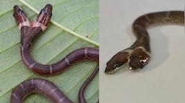 Snake Video:  లక్షల్లో ఒకటి.. గుజరాత్‌లో బైటపడ్డ అరుదైన రెండు తలల పాము.. వీడియో వైరల్..