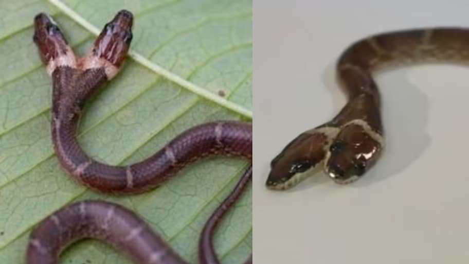 Gujarat Two Headed Snake Video:  లక్షల్లో ఒకటి.. గుజరాత్‌లో బైటపడ్డ అరుదైన రెండు తలల పాము.. వీడియో వైరల్..