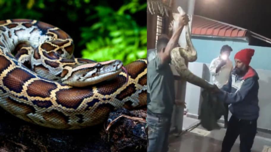 Yadagirigutta: యాదగిరి గుట్టలో 9 అడుగుల భారీ కొండ చిలువ కలకలం.. వీడియో వైరల్..