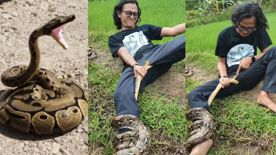 Giant Python Video: ఇదెక్కడి అరాచకం.. యువకుడిపై కొండ చిలువ దాడి.. మరీ ఆ స్పాట్ లో.!. వీడియో వైరల్..