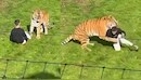 Tiger kills Man Video: పెద్దపులి ఎన్ క్లోజర్ లోకి దూకిన వ్యక్తి.. చూస్తుంగానే దారుణం.. వీడియో వైరల్..