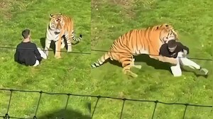 Tiger kills Man Video: పెద్దపులి ఎన్ క్లోజర్ లోకి దూకిన వ్యక్తి.. చూస్తుంగానే దారుణం.. వీడియో వైరల్..
