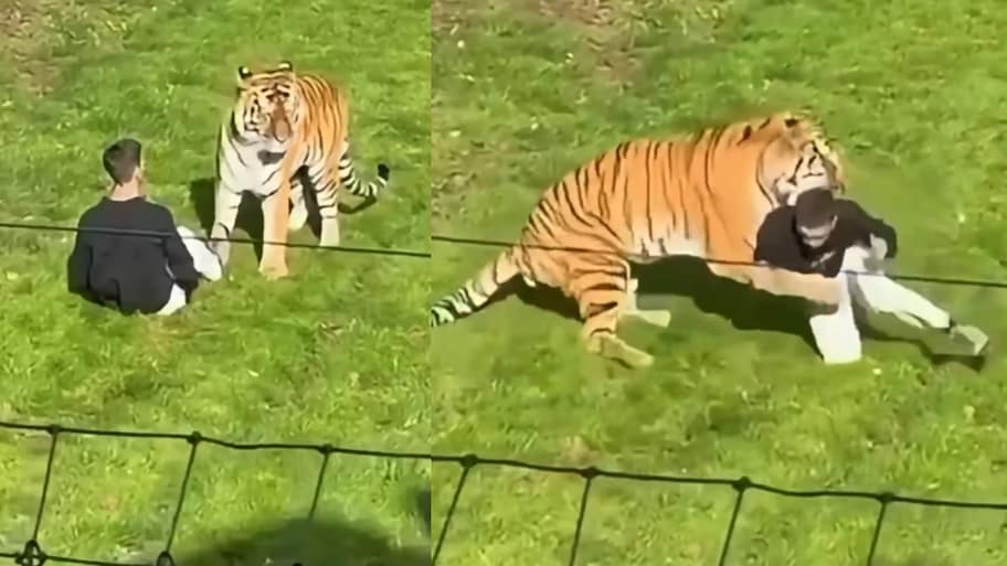 Tiger kills Man Video: పెద్దపులి ఎన్ క్లోజర్ లోకి దూకిన వ్యక్తి.. చూస్తుంగానే దారుణం.. వీడియో వైరల్..