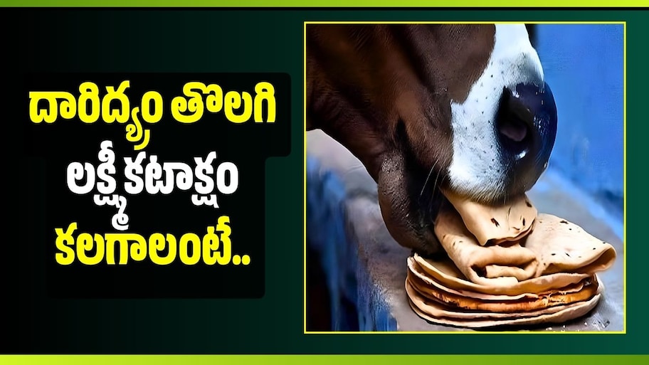 దారిద్య్రం తొలగి లక్ష్మీకటాక్షం కలగాలంటే.. గోవుకు మొదటి రోటీ ఇలా తినిపించండి!