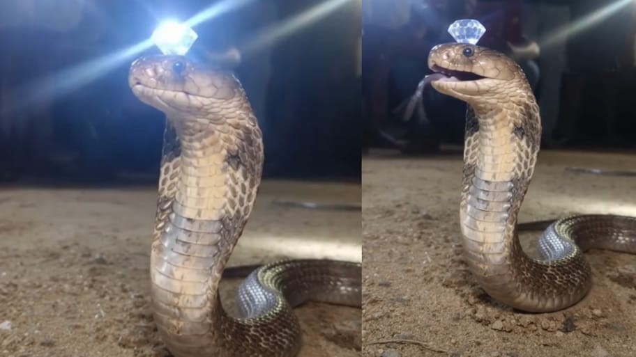 Cobra Video: వామ్మో.. తలమీద నాగమణితో బుసలు కొడుతున్న నాగుపాము.. అరుదైన వీడియో..