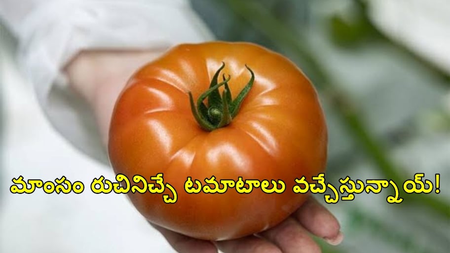 టమాటా తింటే మటన్ తిన్నట్లే.. సైంటిస్టుల క్రేజీ ఇన్వెన్షన్.. వెజిటేరియన్స్‌కు పండుగే పండుగ..!!