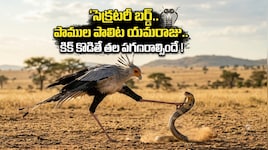 కిక్ కొడితే తల పగలాల్సిందే.. పాములను వేటాడే రాక్షస పక్షి.. సెక్రటరీ బర్డ్  వింత ప్రవర్తన వెనుక సీక్రెట్ ఇదే..!!