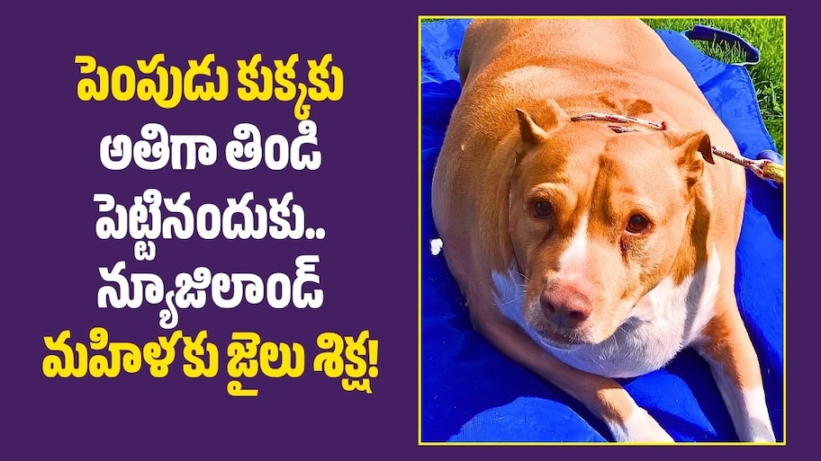 కుక్కకు రోజూ చికెన్ ముక్కలు.. చివరకు 54 కిలోల బరువు.. యజమానికి కోర్టు షాక్!