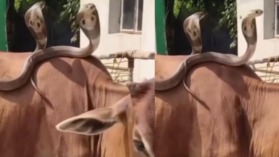Snake video: అరెవావ్.. ఆవు మీద ఎక్కి బుసలు కొడుతున్న రెండు నాగు పాములు.. వీడియో వైరల్..