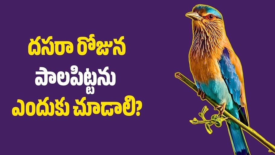 దసరా రోజున పాలపిట్టను ఎందుకు చూడాలి? శివుడితో సంబంధం ఏంటి?