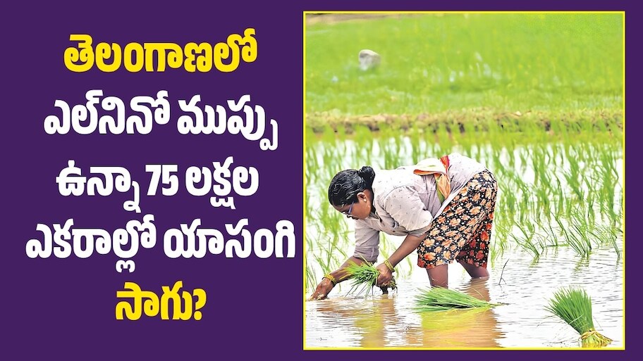తెలంగాణలో ఎల్‌నినో ముప్పు ఉన్నా 75 లక్షల ఎకరాల్లో యాసంగి సాగు?