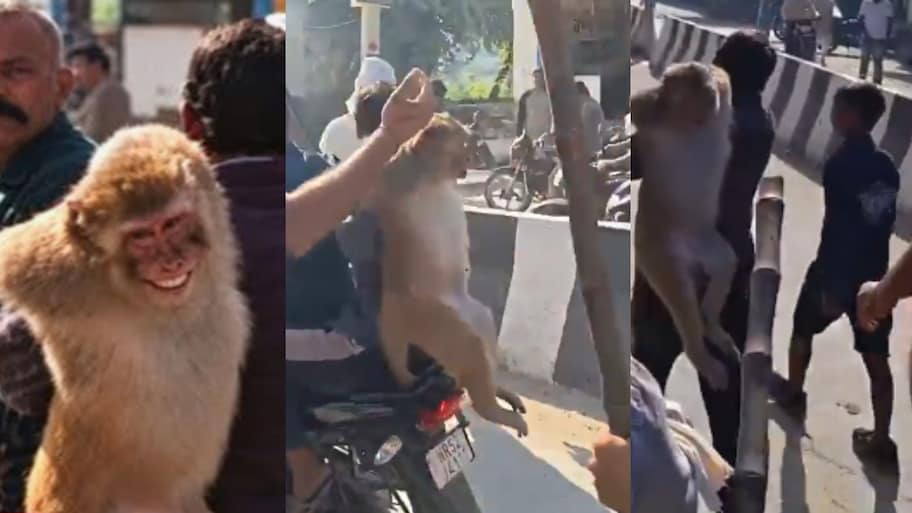 Haryana Monkey Attack: కోతిపై రూ. 51 వేల రికార్డు.. హర్యానా ఘటనపై జంతు ప్రేమికుల ఆగ్రహం.. వీడియో..
