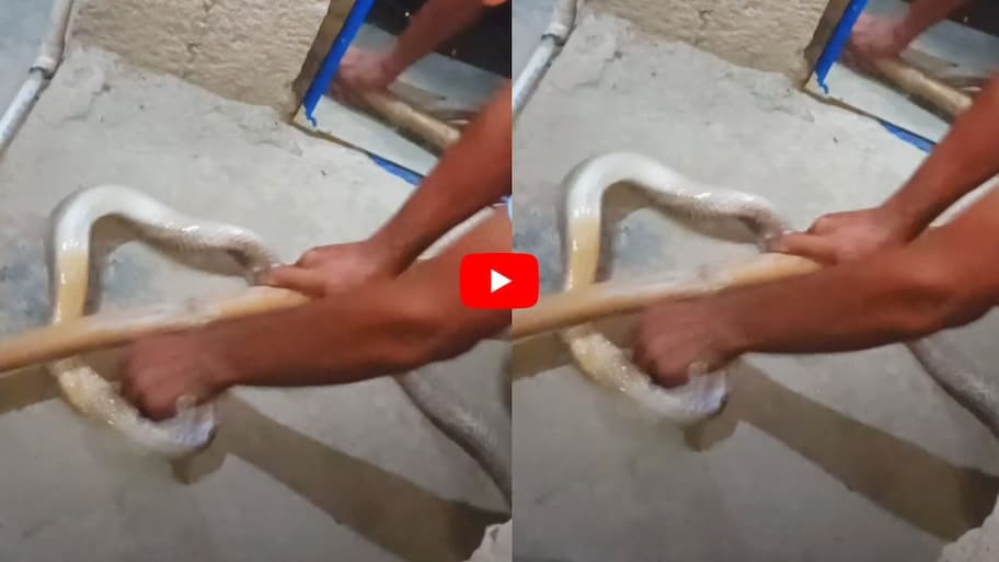 Cobra Attack Video: వామ్మో.. క్షణాల్లో దాడి చేసిన కింగ్ కోబ్రా.. వైరల్ వీడియో!