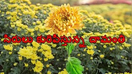 సంప్రదాయ పంటలకు స్వస్తి.. చామంతి సాగుతో లక్షలు గడిస్తున్న అనంతపురం రైతు రఫీ..!!