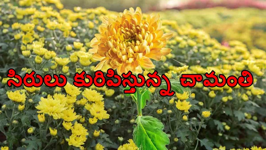 సంప్రదాయ పంటలకు స్వస్తి.. చామంతి సాగుతో లక్షలు గడిస్తున్న అనంతపురం రైతు రఫీ..!!